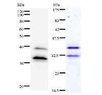 BBX Antibody - Left : Western blot analysis of immunized recombinant protein, using anti-BBX monoclonal antibody. Right : CBB staining of immunized recombinant protein.