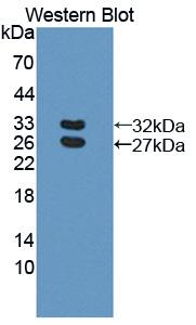 BCAM / CD239 Antibody - Western blot of BCAM / CD239 antibody.