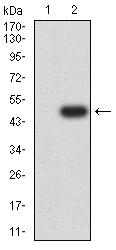 BCAM / CD239 Antibody - Western blot analysis using CD239 mAb against HEK293 (1) and CD239 (AA: extra 32-197)-hIgGFc transfected HEK293 (2) cell lysate.