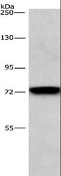 BCAM / CD239 Antibody - Western blot analysis of NIH/3T3 cell, using BCAM Polyclonal Antibody at dilution of 1:476.
