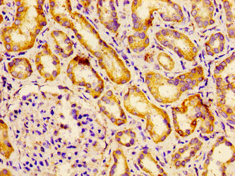 BCAM / CD239 Antibody - Immunohistochemistry image of paraffin-embedded human kidney tissue at a dilution of 1:100