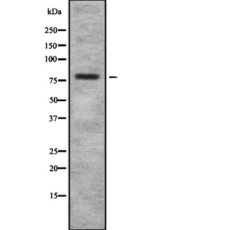 BCAM / CD239 Antibody - Western blot analysis of BCAM using COLO205 whole cells lysates