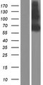 BCAM / CD239 Protein - Western validation with an anti-DDK antibody * L: Control HEK293 lysate R: Over-expression lysate