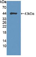 BCAN / Brevican Antibody - Western Blot; Sample: Recombinant BCAN, Mouse.