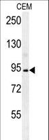 BCAN / Brevican Antibody - BCAN Antibody western blot of CEM cell line lysates (35 ug/lane). The BCAN antibody detected the BCAN protein (arrow).