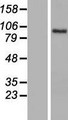 BCAN / Brevican Protein - Western validation with an anti-DDK antibody * L: Control HEK293 lysate R: Over-expression lysate