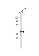 BCAP / PHF11 Antibody - Western blot of lysate from Ramos cell line with PHF11 Antibody. Antibody was diluted at 1:1000 at each lane. A goat anti-rabbit (HRP) at 1:5000 dilution was used as the secondary antibody. Lysate at 35 ug.