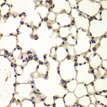 BCAP / PHF11 Antibody - Immunohistochemistry of paraffin-embedded mouse lung tissue.