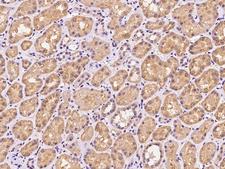 BCAP / PHF11 Antibody - Immunochemical staining of human PHF11 in human kidney with rabbit polyclonal antibody at 1:100 dilution, formalin-fixed paraffin embedded sections.
