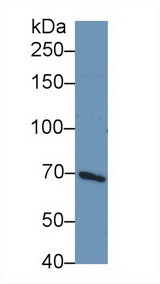 BCAP / PIK3AP1 Antibody - Western Blot; Sample: Human HepG2 cell lysate; Primary Ab: 1µg/ml Rabbit Anti-Rat PIK3AP1 Antibody Second Ab: 0.2µg/mL HRP-Linked Caprine Anti-Rabbit IgG Polyclonal Antibody