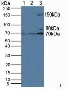 BCAP / PIK3AP1 Antibody - Western Blot; Sample: Lane1: Mouse Thymus Gland Tissue; Lane2: Human HeLa Cells; Lane3: Human Jurkat Cells.