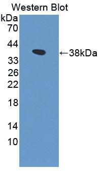 BCAP / PIK3AP1 Antibody - Western Blot; Sample: Recombinant PIK3AP1, Human.