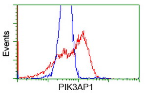 BCAP / PIK3AP1 Antibody - HEK293T cells transfected with eitheroverexpress plasmid(Red) or empty vector control plasmid(Blue) were immunostained by anti-PIK3AP1 antibody, and then analyzed by flow cytometry.