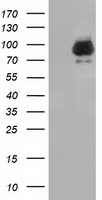 BCAP / PIK3AP1 Antibody - HEK293T cells were transfected with the pCMV6-ENTRY control. (Left lane) or pCMV6-ENTRY PIK3AP1. (Right lane) cDNA for 48 hrs and lysed