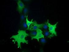 BCAP / PIK3AP1 Antibody - Anti-PIK3AP1 mouse monoclonal antibody  immunofluorescent staining of COS7 cells transiently transfected by pCMV6-ENTRY PIK3AP1.