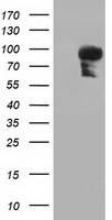 BCAP / PIK3AP1 Antibody - HEK293T cells were transfected with the pCMV6-ENTRY control (Left lane) or pCMV6-ENTRY PIK3AP1 (Right lane) cDNA for 48 hrs and lysed. Equivalent amounts of cell lysates (5 ug per lane) were separated by SDS-PAGE and immunoblotted with anti-PIK3AP1.