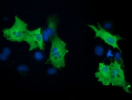 BCAP / PIK3AP1 Antibody - Anti-PIK3AP1 mouse monoclonal antibody immunofluorescent staining of COS7 cells transiently transfected by pCMV6-ENTRY PIK3AP1.