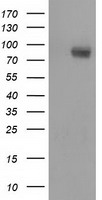 BCAP / PIK3AP1 Antibody - HEK293T cells were transfected with the pCMV6-ENTRY control (Left lane) or pCMV6-ENTRY PIK3AP1 (Right lane) cDNA for 48 hrs and lysed. Equivalent amounts of cell lysates (5 ug per lane) were separated by SDS-PAGE and immunoblotted with anti-PIK3AP1.