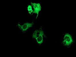 BCAP / PIK3AP1 Antibody - Anti-PIK3AP1 mouse monoclonal antibody immunofluorescent staining of COS7 cells transiently transfected by pCMV6-ENTRY PIK3AP1.