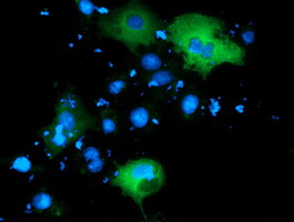 BCAP / PIK3AP1 Antibody - Anti-PIK3AP1 mouse monoclonal antibody immunofluorescent staining of COS7 cells transiently transfected by pCMV6-ENTRY PIK3AP1.