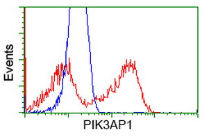 BCAP / PIK3AP1 Antibody - HEK293T cells transfected with either overexpress plasmid (Red) or empty vector control plasmid (Blue) were immunostained by anti-PIK3AP1 antibody, and then analyzed by flow cytometry.