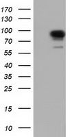 BCAP / PIK3AP1 Antibody - HEK293T cells were transfected with the pCMV6-ENTRY control (Left lane) or pCMV6-ENTRY PIK3AP1 (Right lane) cDNA for 48 hrs and lysed. Equivalent amounts of cell lysates (5 ug per lane) were separated by SDS-PAGE and immunoblotted with anti-PIK3AP1.