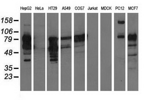 BCAP / PIK3AP1 Antibody - Western blot of extracts (35 ug) from 9 different cell lines by using anti-PIK3AP1 monoclonal antibody.