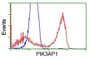 BCAP / PIK3AP1 Antibody - HEK293T cells transfected with either overexpress plasmid (Red) or empty vector control plasmid (Blue) were immunostained by anti-PIK3AP1 antibody, and then analyzed by flow cytometry.