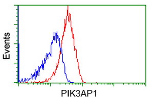 BCAP / PIK3AP1 Antibody - Flow cytometry of Jurkat cells, using anti-PIK3AP1 antibody (Red), compared to a nonspecific negative control antibody (Blue).