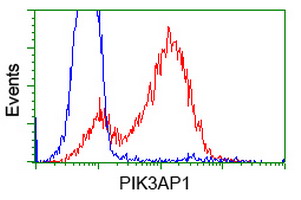 BCAP / PIK3AP1 Antibody - HEK293T cells transfected with either overexpress plasmid (Red) or empty vector control plasmid (Blue) were immunostained by anti-PIK3AP1 antibody, and then analyzed by flow cytometry.