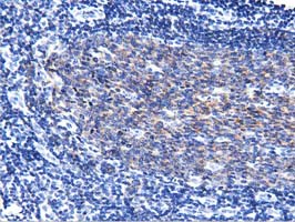 BCAP / PIK3AP1 Antibody - IHC of paraffin-embedded Human lymph node tissue using anti-PIK3AP1 mouse monoclonal antibody. (Dilution 1:50).