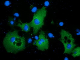 BCAP / PIK3AP1 Antibody - Anti-PIK3AP1 mouse monoclonal antibody immunofluorescent staining of COS7 cells transiently transfected by pCMV6-ENTRY PIK3AP1.