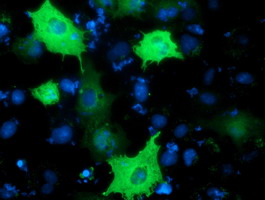 BCAP / PIK3AP1 Antibody - Anti-PIK3AP1 mouse monoclonal antibody immunofluorescent staining of COS7 cells transiently transfected by pCMV6-ENTRY PIK3AP1.