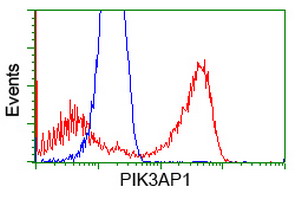 BCAP / PIK3AP1 Antibody - HEK293T cells transfected with either overexpress plasmid (Red) or empty vector control plasmid (Blue) were immunostained by anti-PIK3AP1 antibody, and then analyzed by flow cytometry.