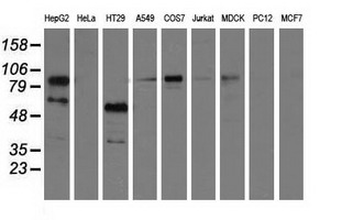 BCAP / PIK3AP1 Antibody - Western blot of extracts (35 ug) from 9 different cell lines by using anti-PIK3AP1 monoclonal antibody.