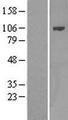 BCAP / PIK3AP1 Protein - Western validation with an anti-DDK antibody * L: Control HEK293 lysate R: Over-expression lysate