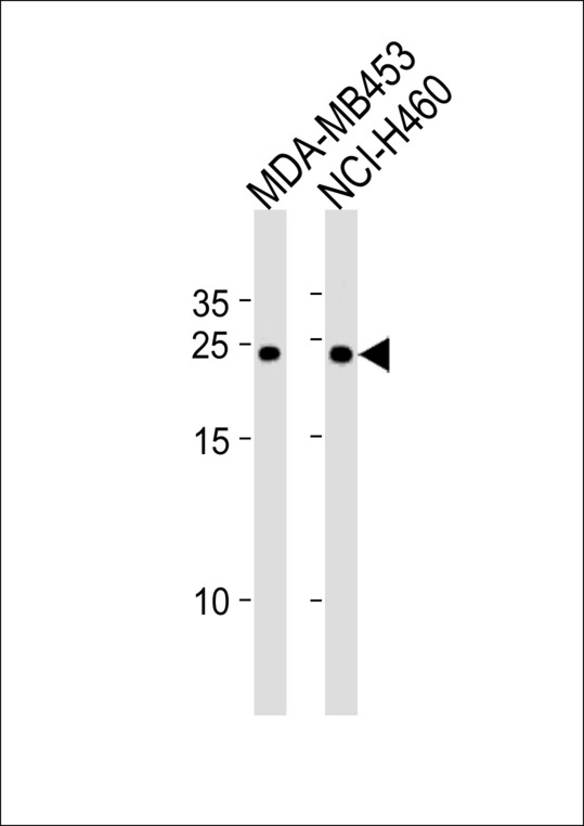 BCAP31 / BAP31 Antibody - BCAP31 Antibody western blot of MDA-MB453,NCI-H460 cell line lysates (35 ug/lane). The BCAP31 antibody detected the BCAP31 protein (arrow).