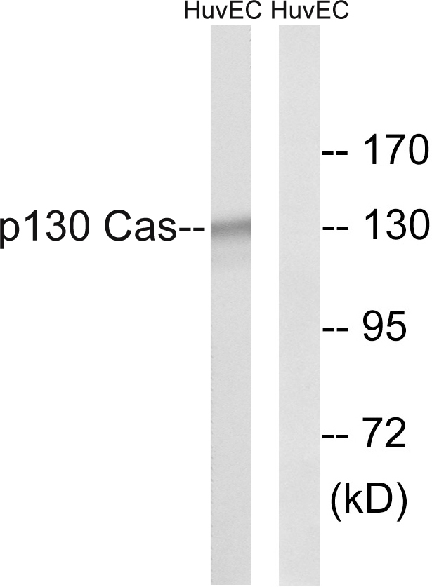 BCAR1 / p130Cas Antibody - Western blot analysis of lysates from HUVEC cells, using p130 Cas Antibody. The lane on the right is blocked with the synthesized peptide.