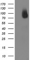 BCAR1 / p130Cas Antibody - HEK293T cells were transfected with the pCMV6-ENTRY control (Left lane) or pCMV6-ENTRY BCAR1 (Right lane) cDNA for 48 hrs and lysed. Equivalent amounts of cell lysates (5 ug per lane) were separated by SDS-PAGE and immunoblotted with anti-BCAR1.