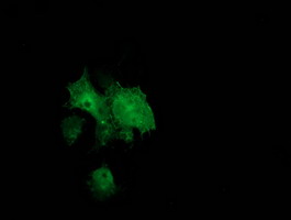 BCAR1 / p130Cas Antibody - Anti-BCAR1 mouse monoclonal antibody immunofluorescent staining of COS7 cells transiently transfected by pCMV6-ENTRY BCAR1.