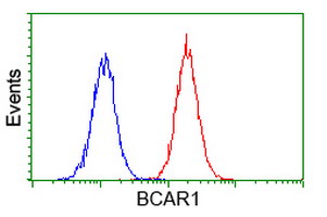 BCAR1 / p130Cas Antibody - Flow cytometry of Jurkat cells, using anti-BCAR1 antibody (Red), compared to a nonspecific negative control antibody (Blue).