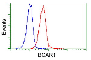 BCAR1 / p130Cas Antibody - Flow cytometry of Jurkat cells, using anti-BCAR1 antibody (Red), compared to a nonspecific negative control antibody (Blue).
