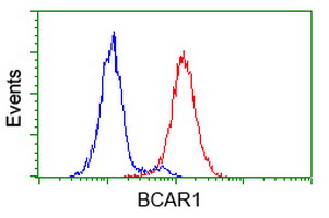 BCAR1 / p130Cas Antibody - Flow cytometry of HeLa cells, using anti-BCAR1 antibody (Red), compared to a nonspecific negative control antibody (Blue).