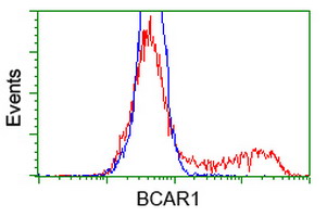 BCAR1 / p130Cas Antibody - HEK293T cells transfected with either overexpress plasmid (Red) or empty vector control plasmid (Blue) were immunostained by anti-BCAR1 antibody, and then analyzed by flow cytometry.