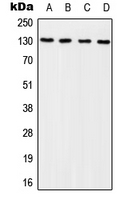 BCAR1 / p130Cas Antibody - Western blot analysis of p130 Cas (pY249) expression in HEK293T EGF-treated (A); NIH3T3 EGF-treated (B); Raw264.7 EGF-treated (C); PC12 EGF-treated (D) whole cell lysates.