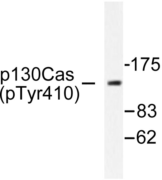 BCAR1 / p130Cas Antibody - Western blot of p-p130 Cas (Y410) pAb in extracts from NIH-3T3 cells.