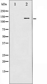 BCAR1 / p130Cas Antibody - Western blot analysis of p130 Cas phosphorylation expression in NIH-3T3 whole cells lysates. The lane on the left is treated with the antigen-specific peptide.