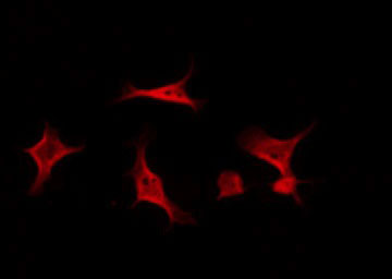 BCAR1 / p130Cas Antibody - Staining NIH-3T3 cells by IF/ICC. The samples were fixed with PFA and permeabilized in 0.1% Triton X-100, then blocked in 10% serum for 45 min at 25°C. The primary antibody was diluted at 1:200 and incubated with the sample for 1 hour at 37°C. An Alexa Fluor 594 conjugated goat anti-rabbit IgG (H+L) Ab, diluted at 1/600, was used as the secondary antibody.