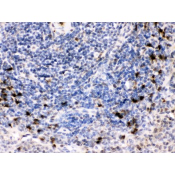 BCAR3 Antibody - BCAR3 was detected in paraffin-embedded sections of rat spleen tissues using rabbit anti- BCAR3 Antigen Affinity purified polyclonal antibody at 1 ug/mL. The immunohistochemical section was developed using SABC method.