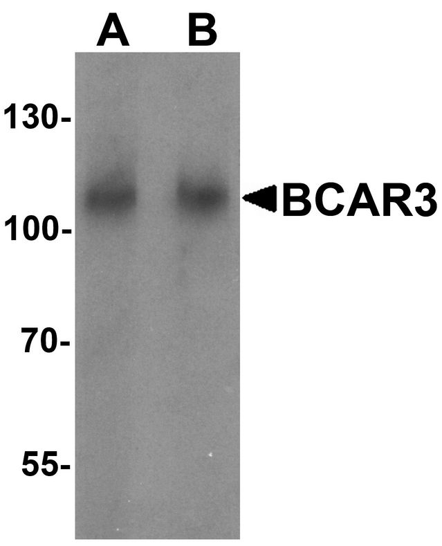 BCAR3 Antibody - Western blot analysis of BCAR3 in HeLa cell lysate with BCAR3 antibody at (A) 1 and (B) 2 ug/ml.